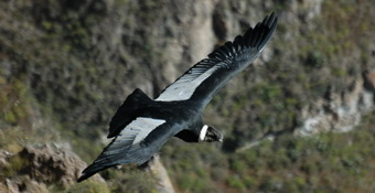 Condor Andino - Arequipa